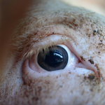 Photo of a close up of a pig's eye who is clearly in distress